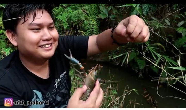 Om Adit Strike Redclaw Crayfish